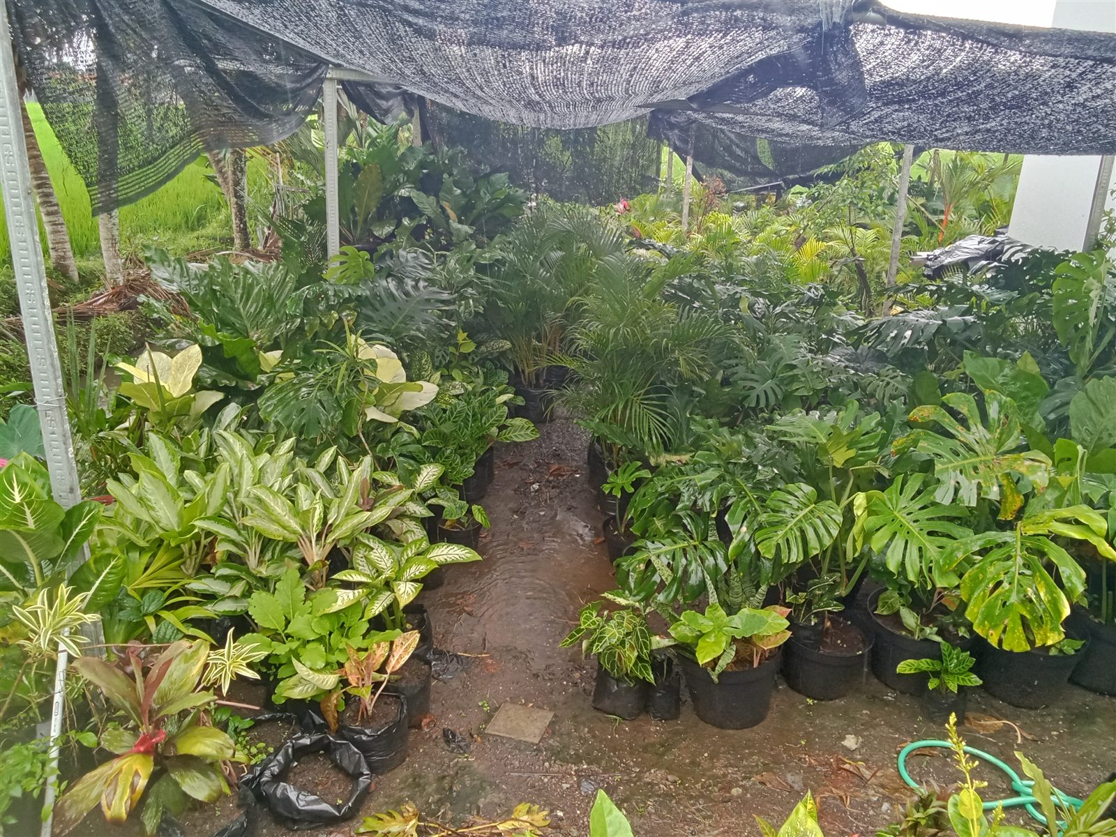 Rumput Taman, Media Tanam & Pupuk