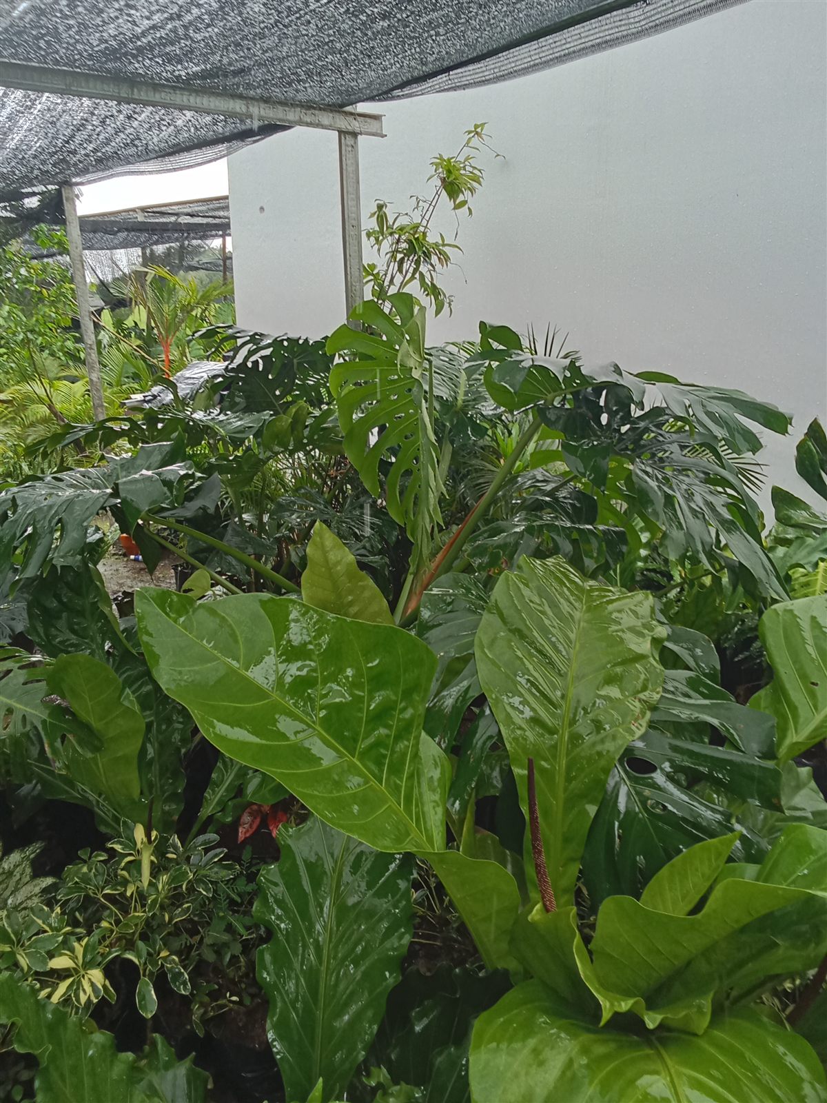 Garden Maintenance